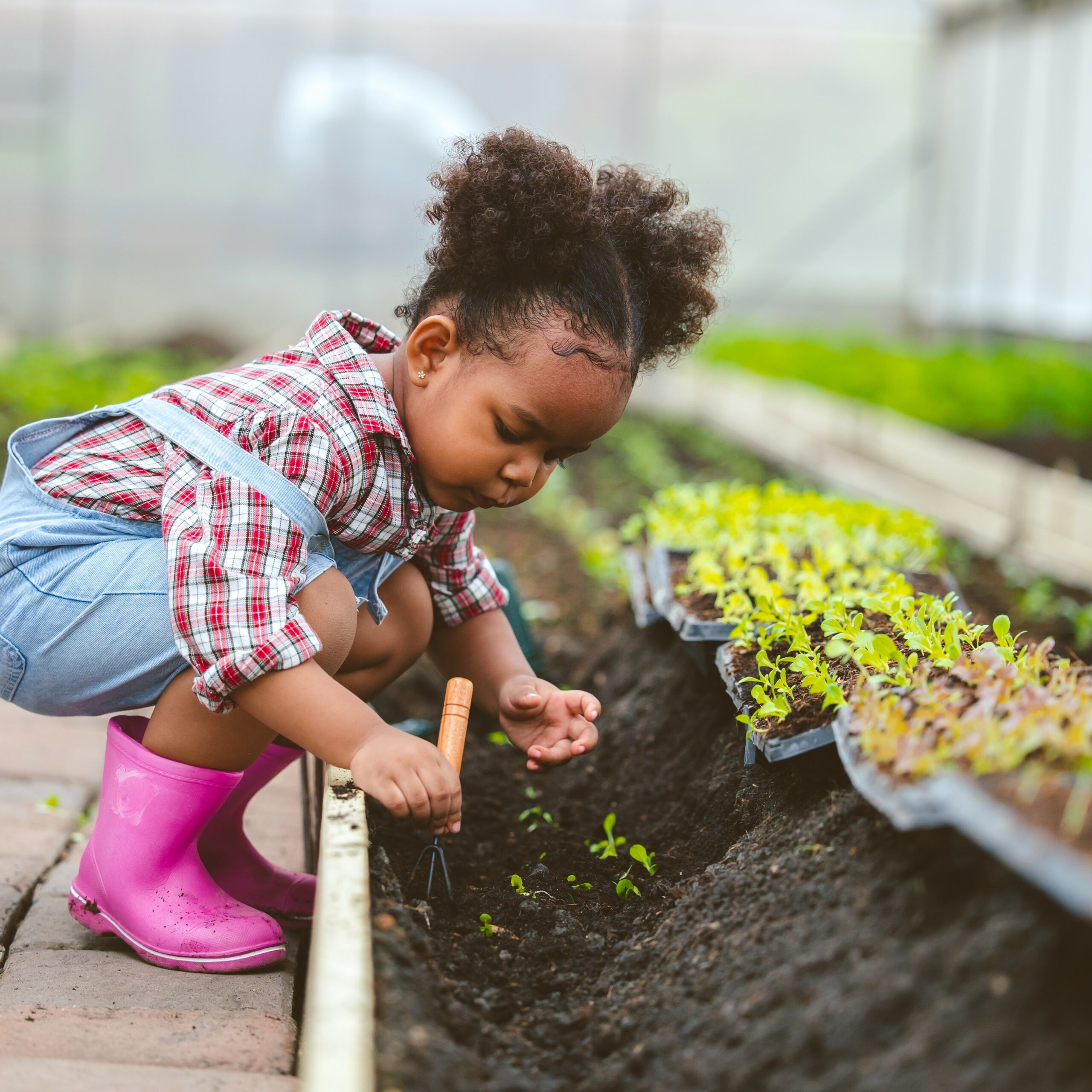 Planting bulbs