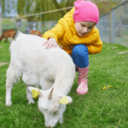 Top tips - Nursery pets health and safety