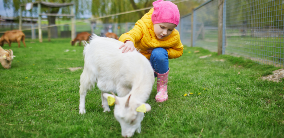 Top tips - Nursery pets health and safety