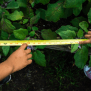 Activity - Non-standard Measures