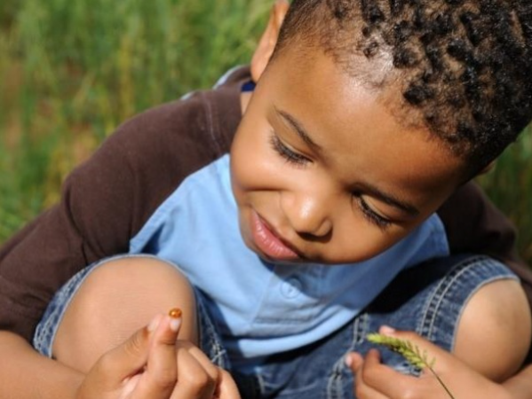 Child looking at ladybird